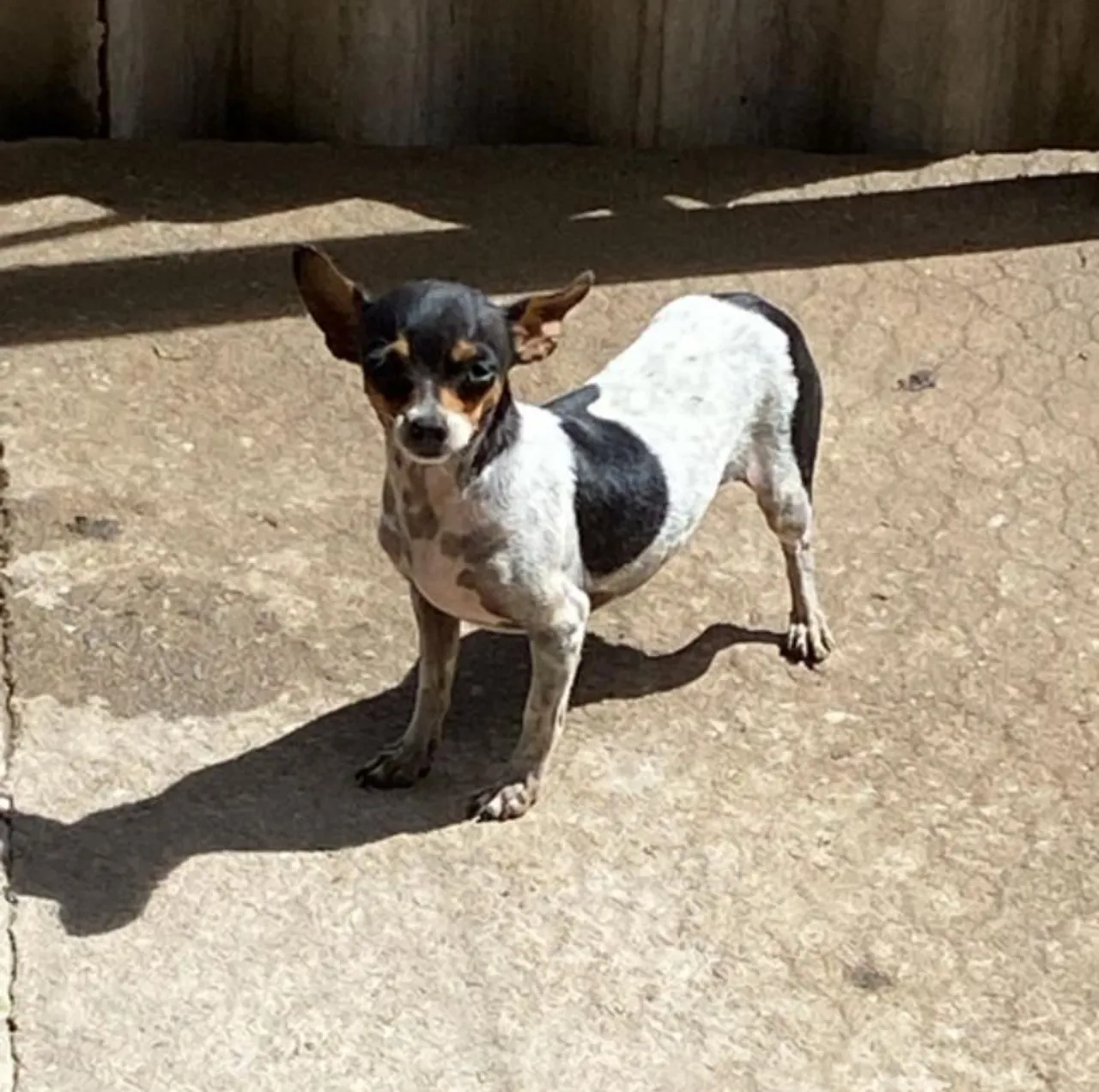Pincher 1 ano