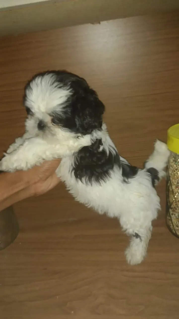 Shih Tzu Femea Disponivel
