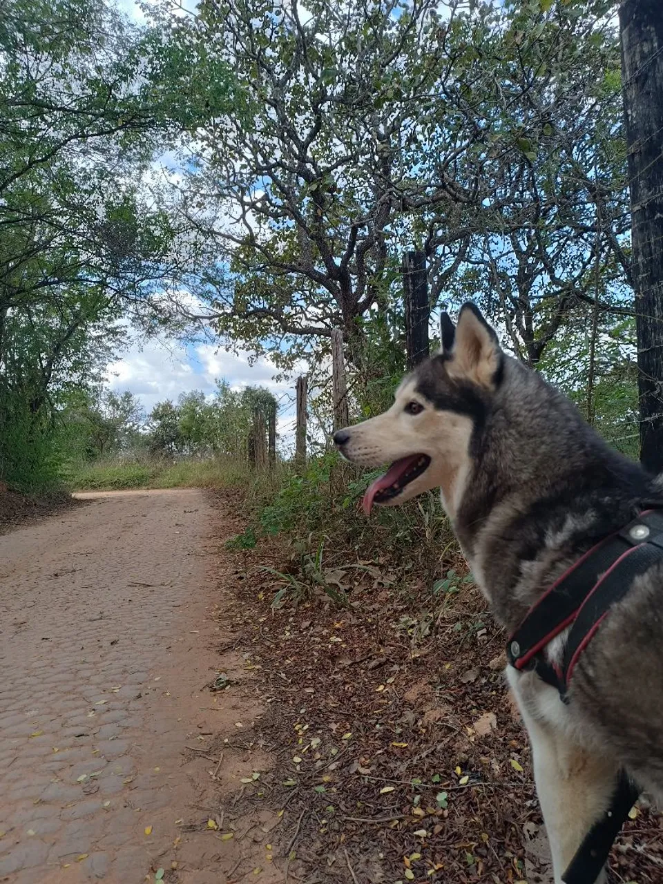 Husky Siberiano para adoção