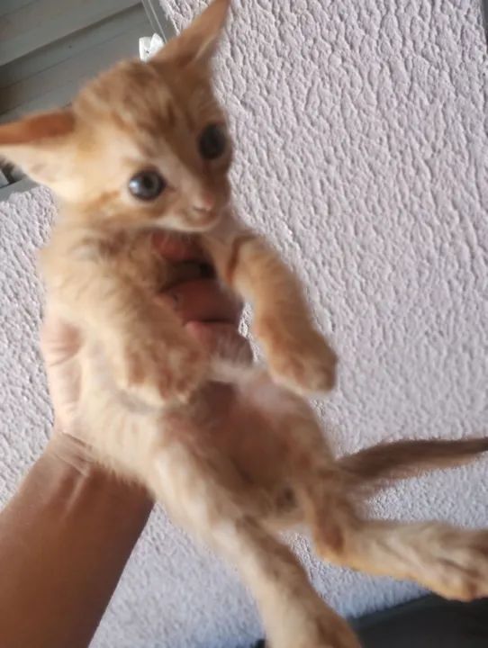 Gatinho para doação, já come ração ? - Foto 2