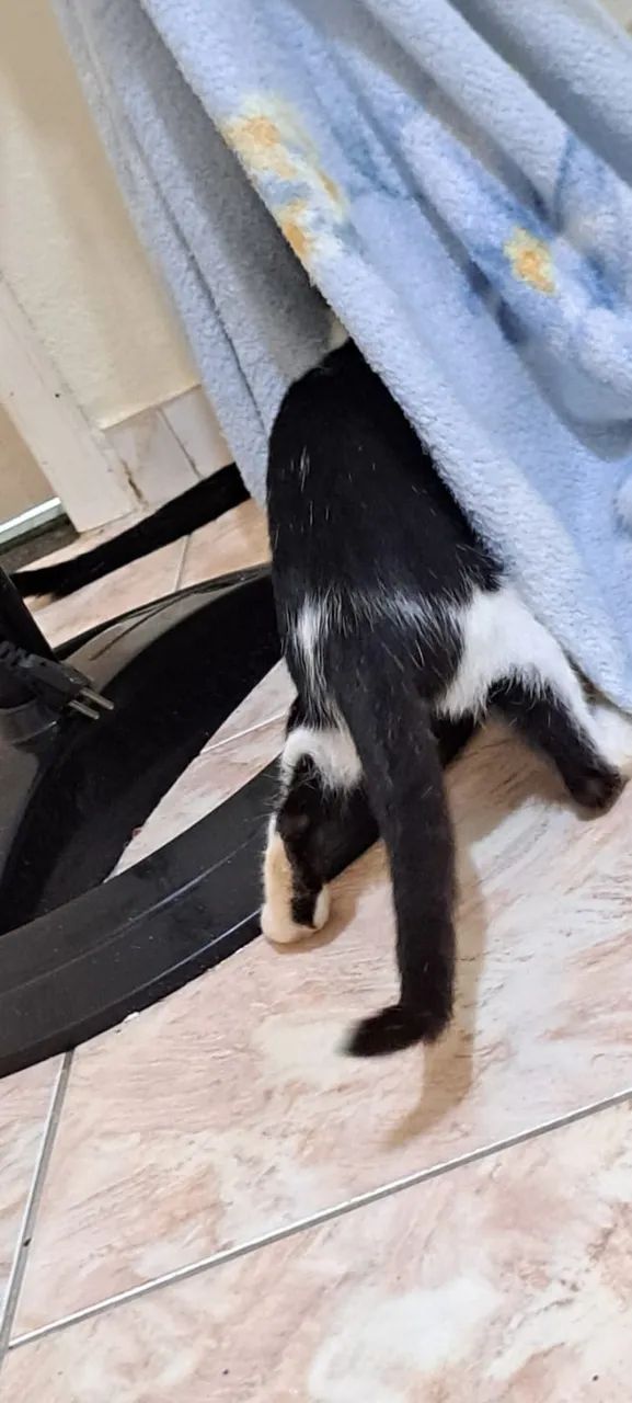 Doo gatinhos - Foto 5