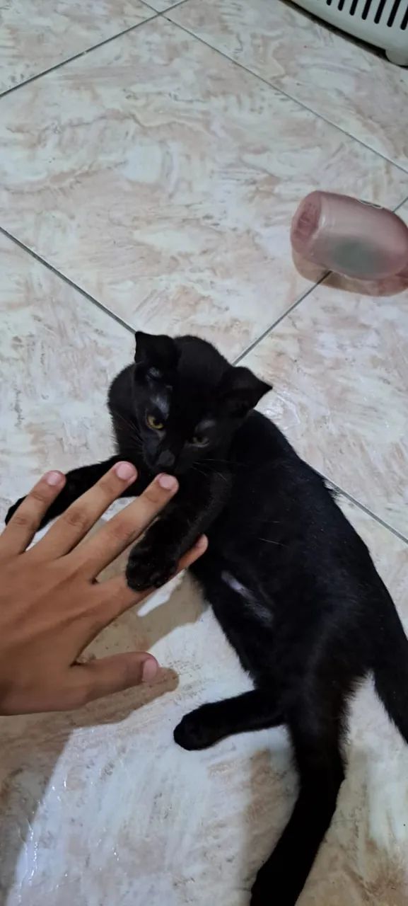 Doo gatinhos - Foto 3