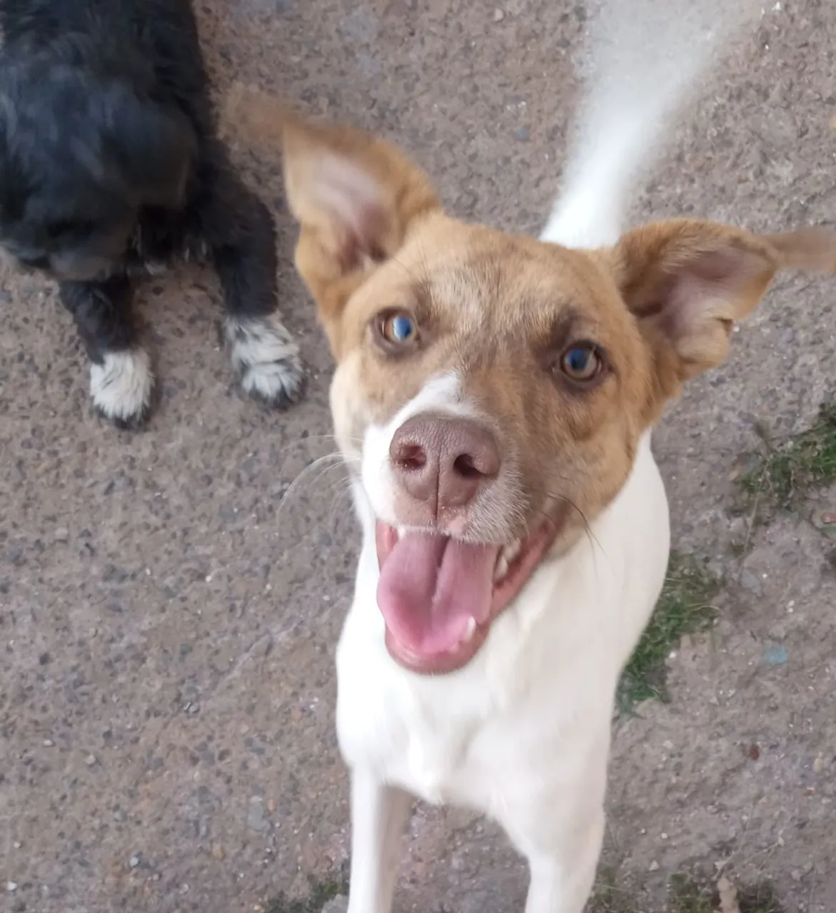 Cãozinho Adorável para Adoção