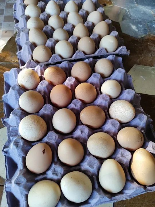 Ovos de galinha de angola lote com 80. - Foto 2