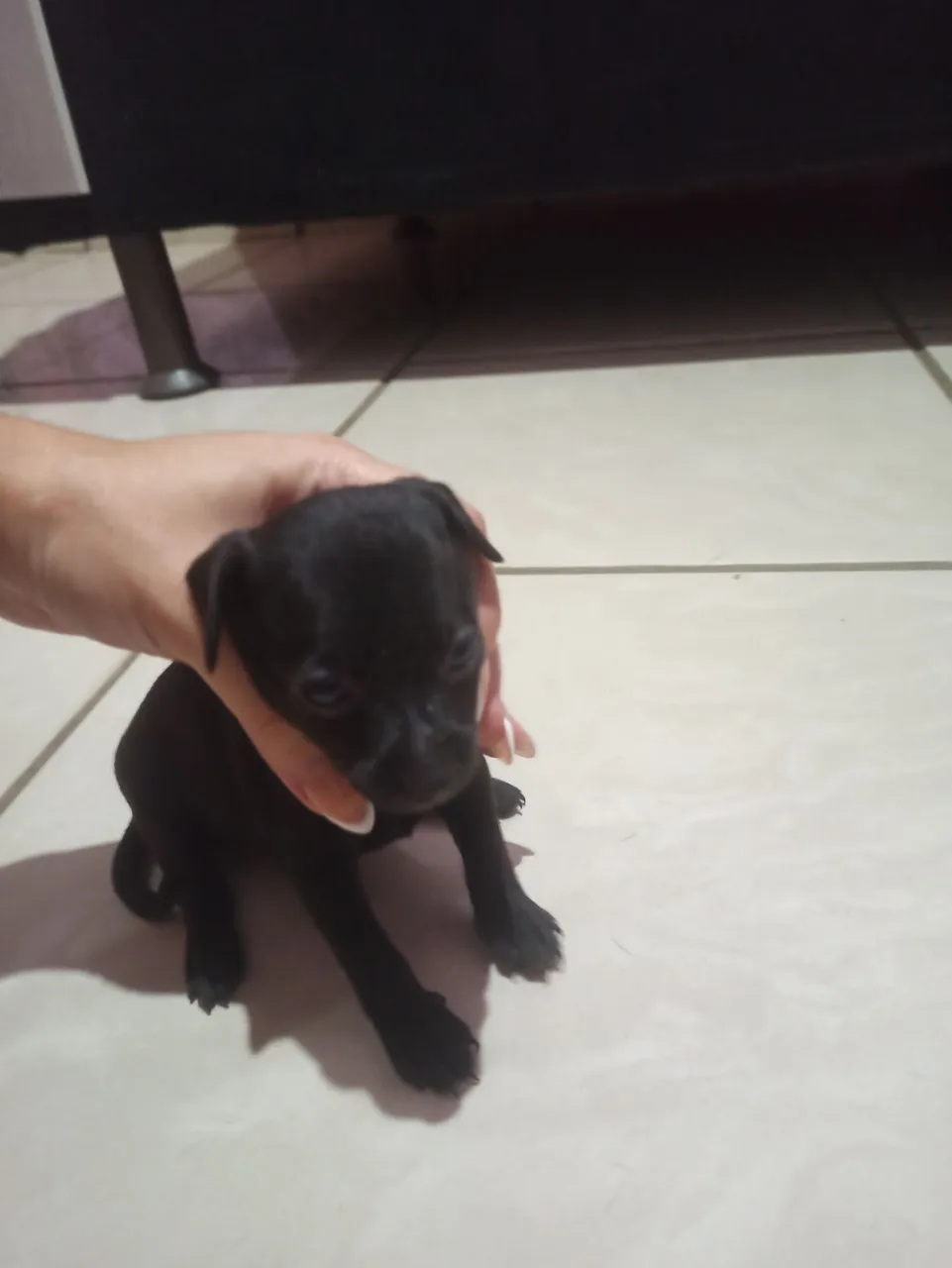 Filhote de Pinscher