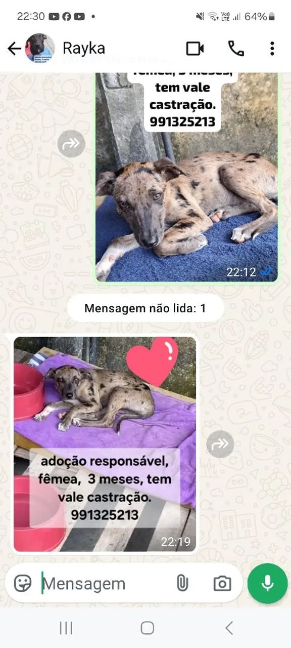 Filhote para adoção responsável - Foto 2