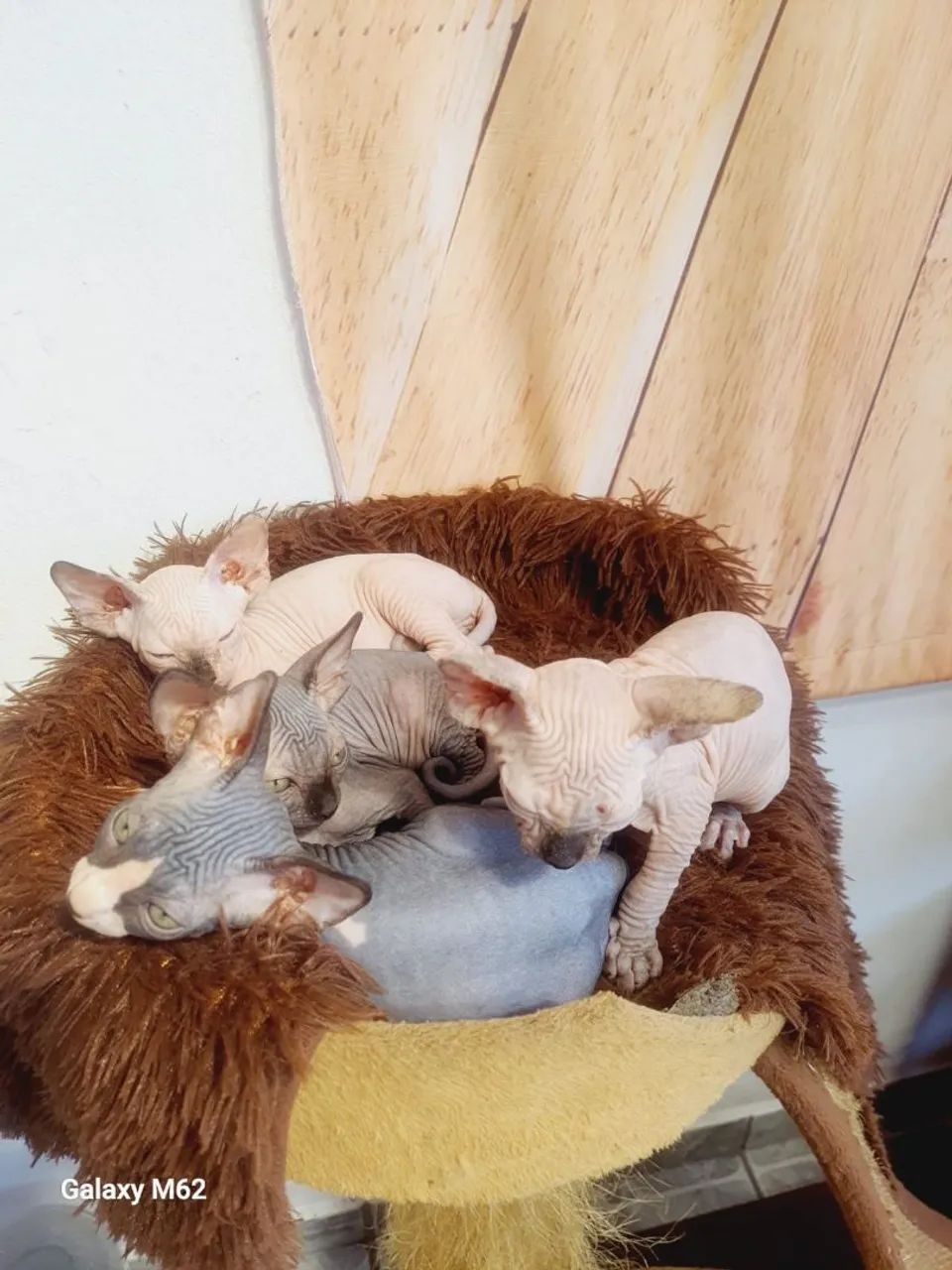 sphynx macho  - Foto 2