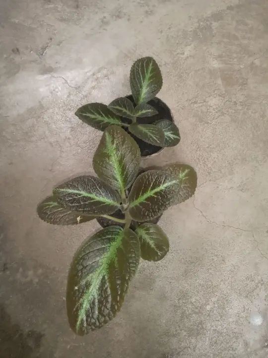 2 tapete de rainha flor vermelha  - Foto 2