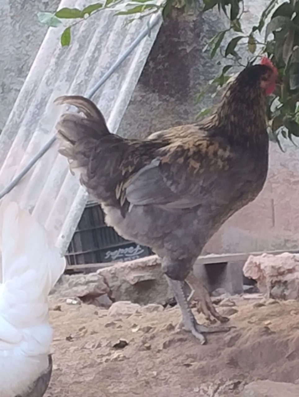 Galos raça grés sendré belíssimos 