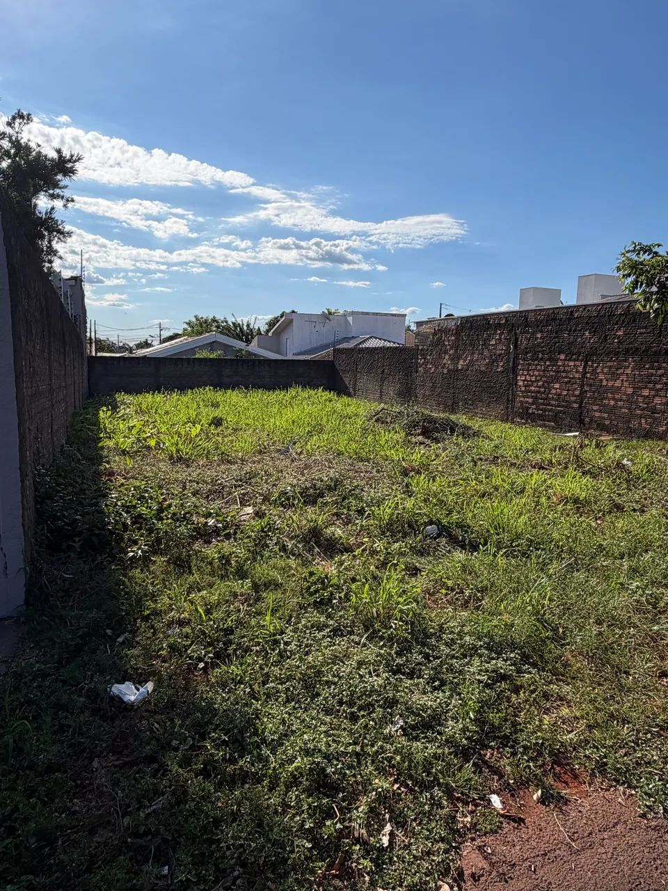 Foto - Foz do Iguaçu - Ipê