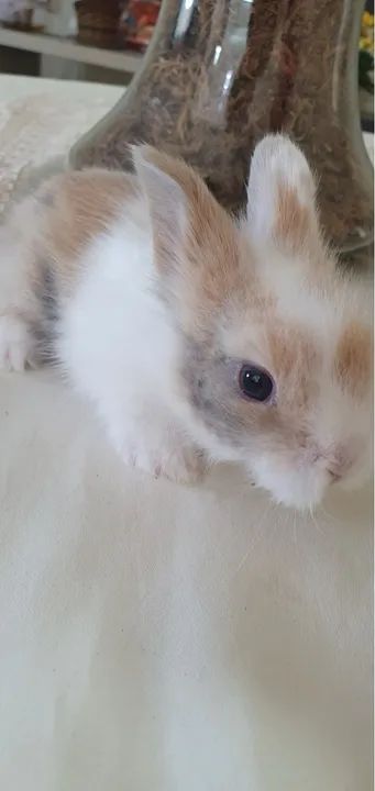 Filhote de coelho mini - Foto 5