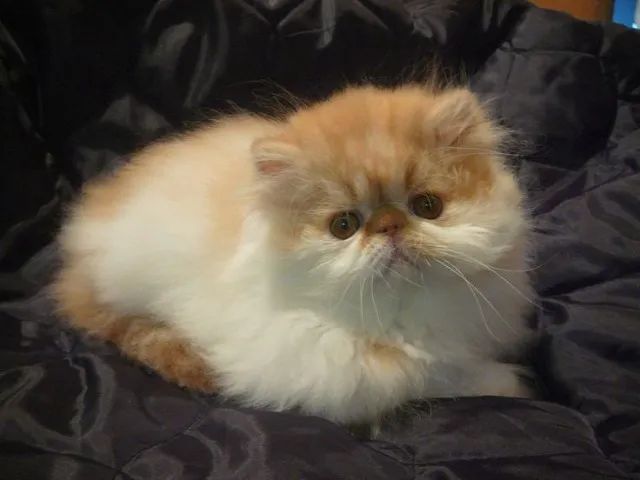 Persa Filhotes na Cor Branco, Preto, Cinza, Red, Bicolor - Foto 3