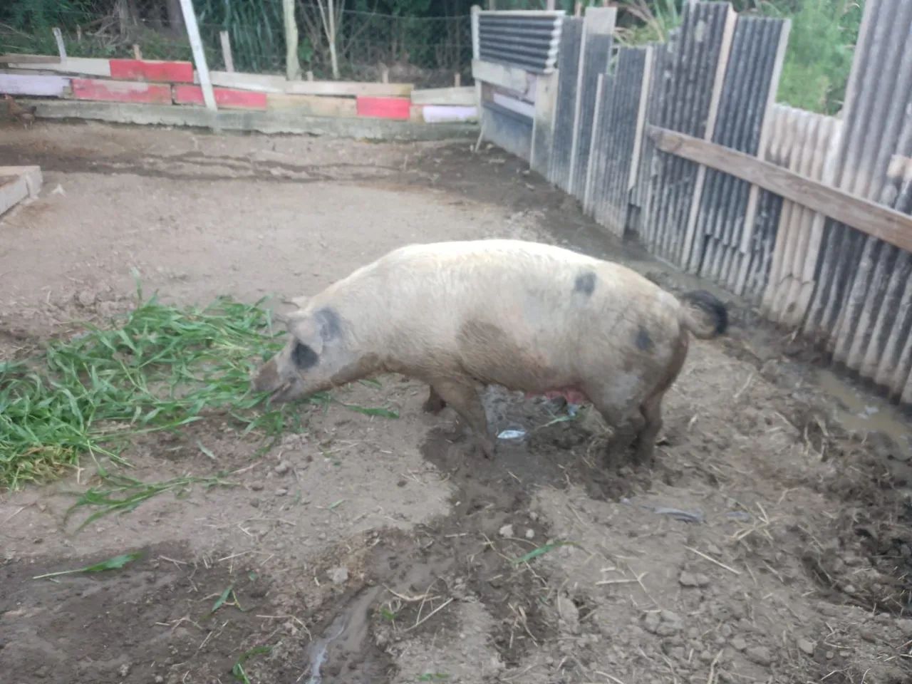 Porca para venda - Foto 4