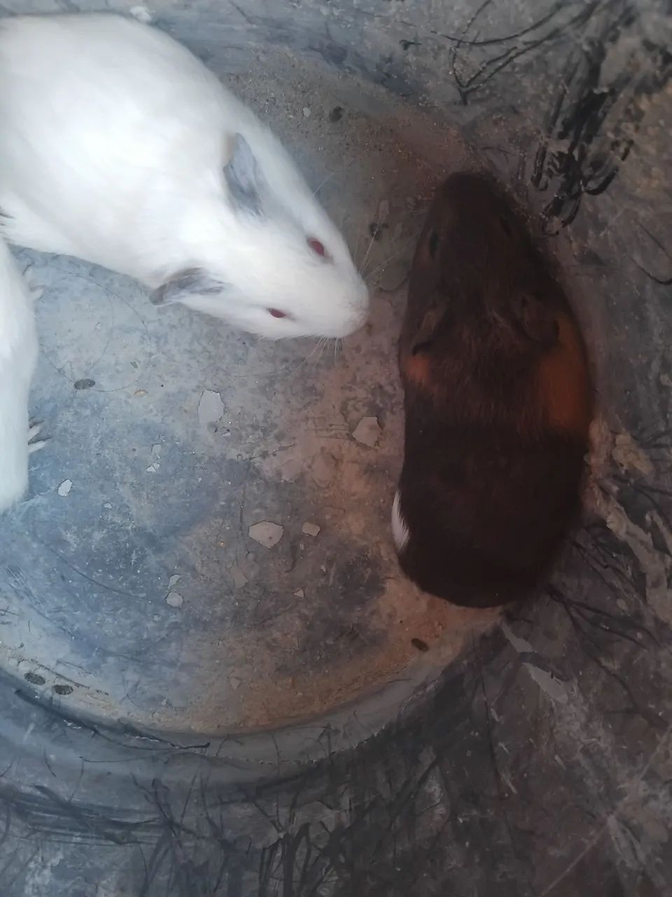 Lindos filhotes de porquinho da Índia - Foto 3