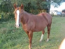 Cavalo Mestiço