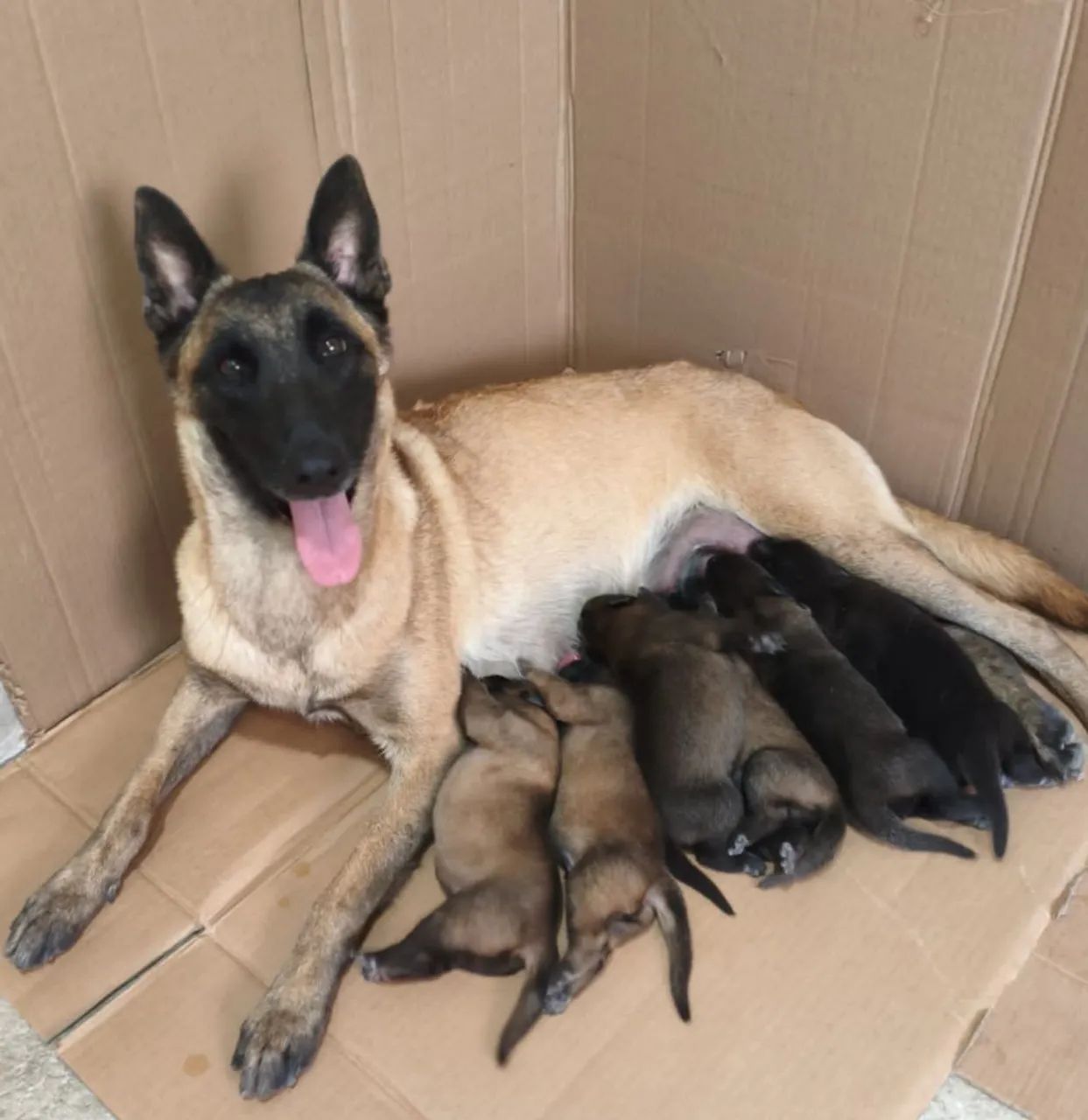 Anúncio - Pastor Belga Malinois - Foto 3