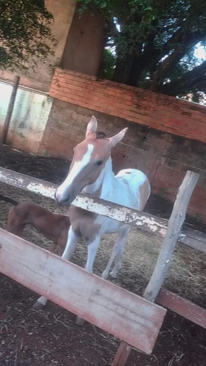 Potro pampa de couro e pelagem 1ano e meio