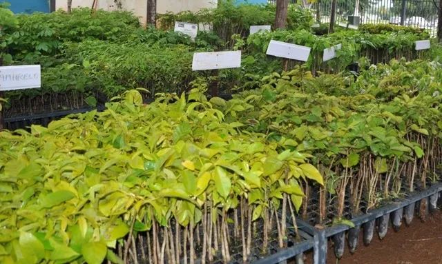 Mudas para reflorestamento compensação ambiental ,recuperação de nascentes  - Foto 2