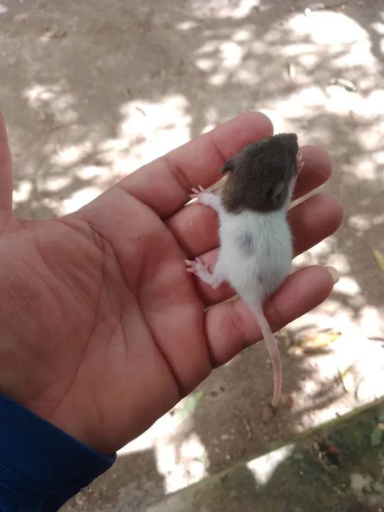 Ratos Twister entrega grátis  - Foto 6