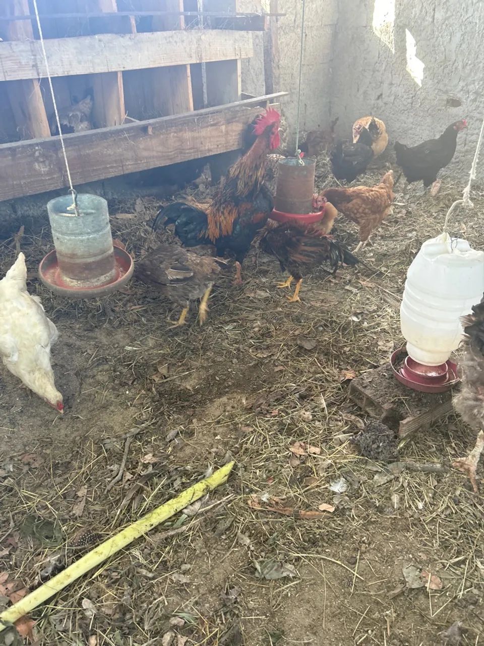 Casal de Gansos Adultos - 300,00 - Foto 3