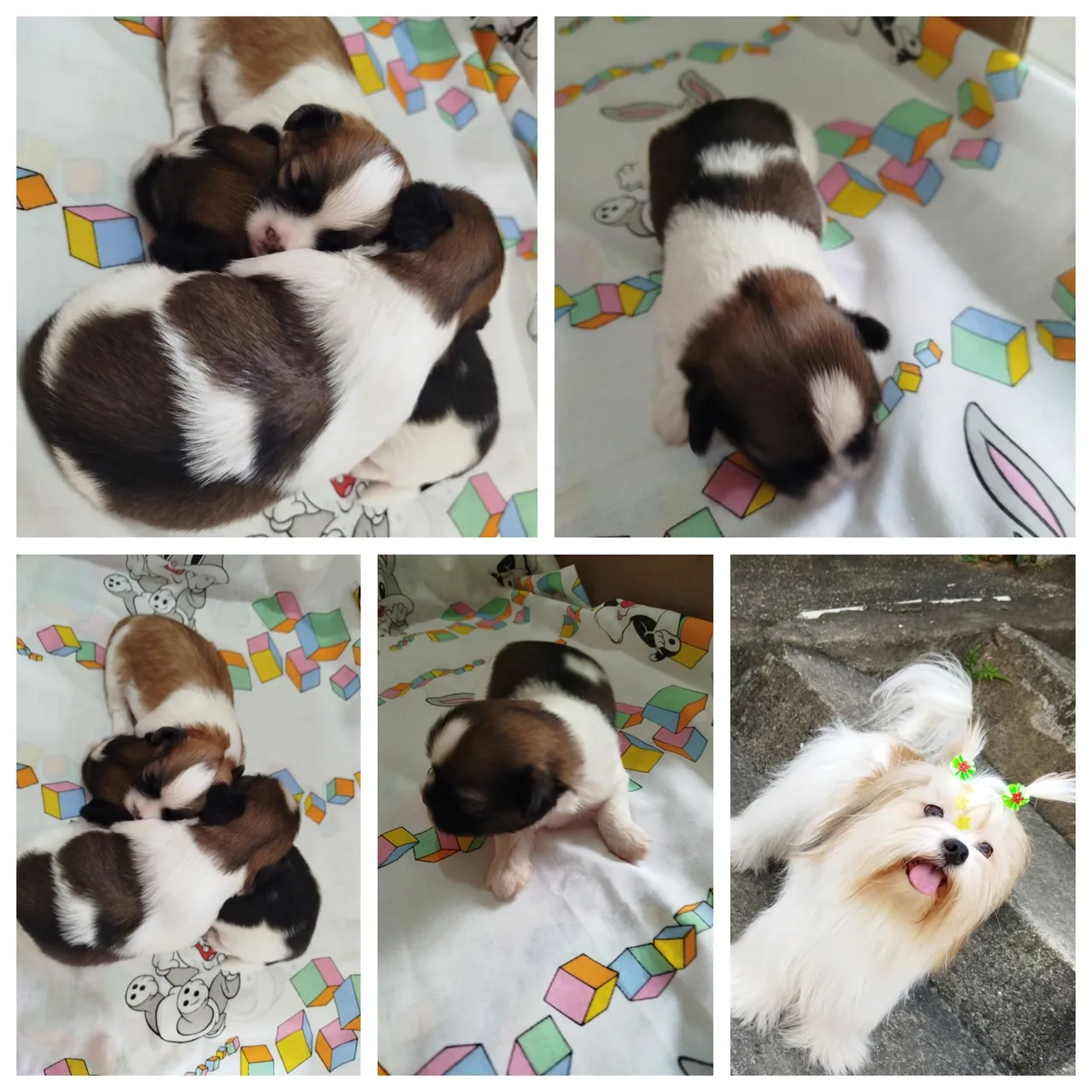 Filhotes Lhasa apso