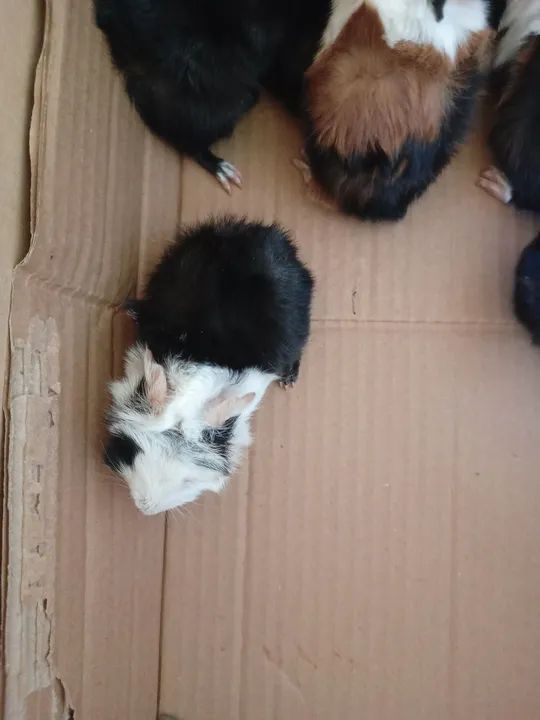 Prea - porquinhos da Índia  - Foto 2