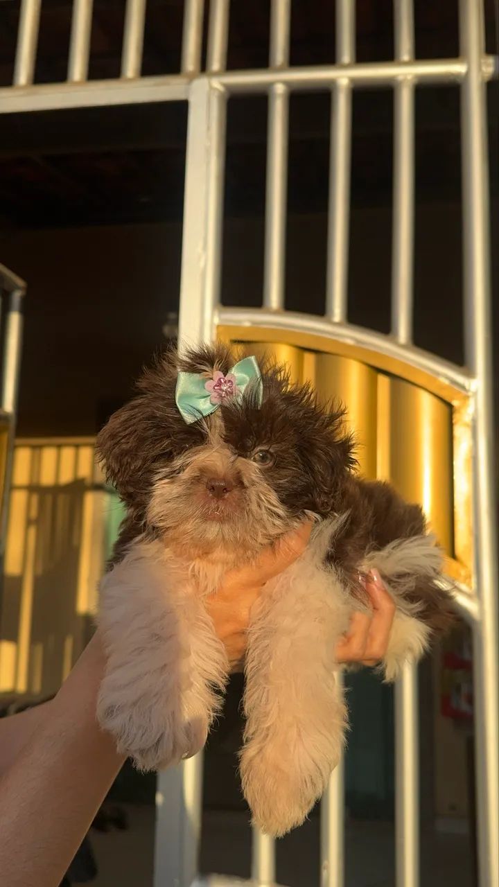 Filhote de shitszu fêmea - Foto 4