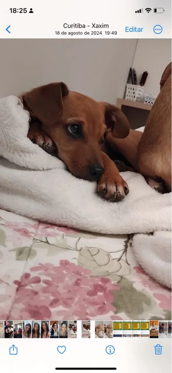 Filhote de Cachorro Carinhoso - Foto 2