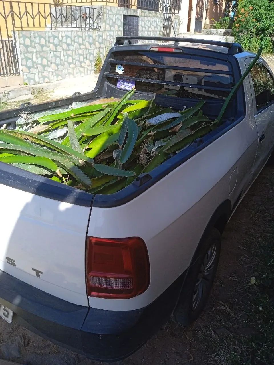 Mudais de pitaya - Foto 2