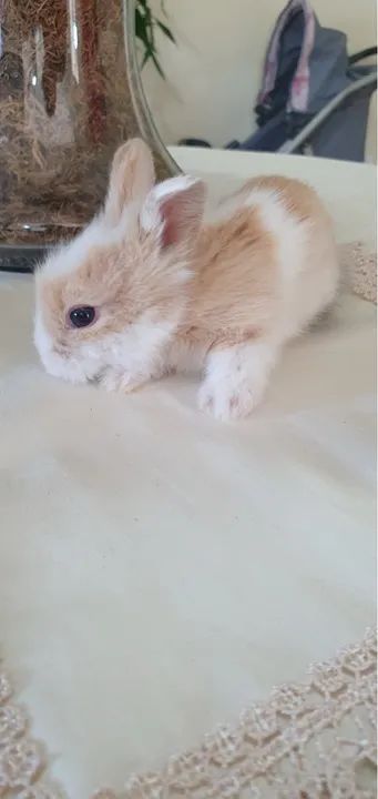 Filhote de coelho mini - Foto 6