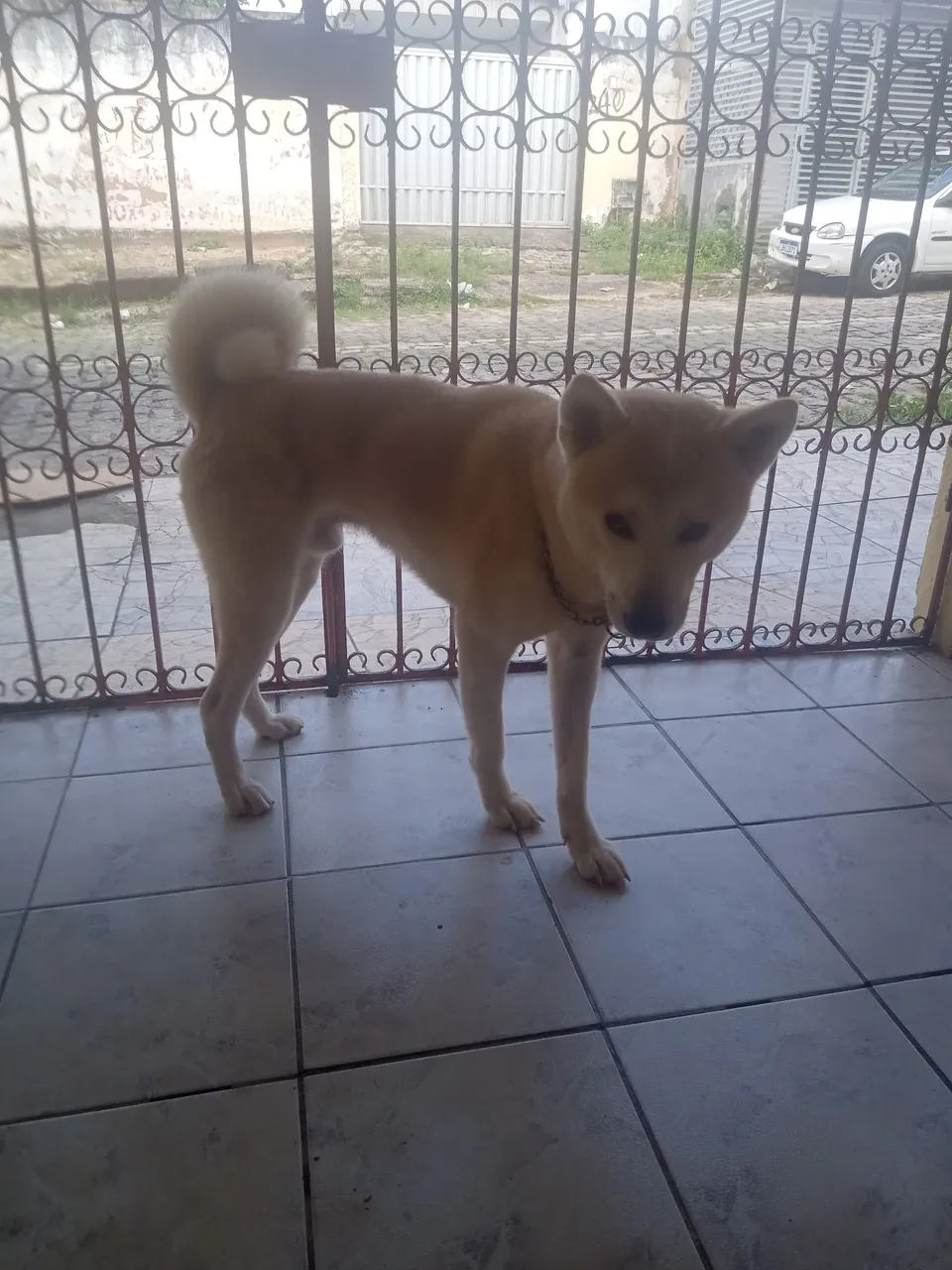 Akita inu macho para cruzar