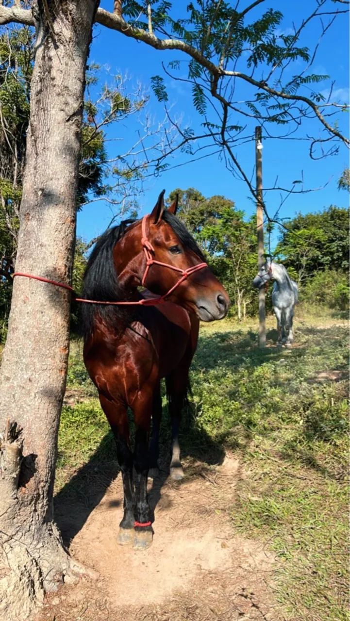 Vendo Urgente! Garanhão MM registrado