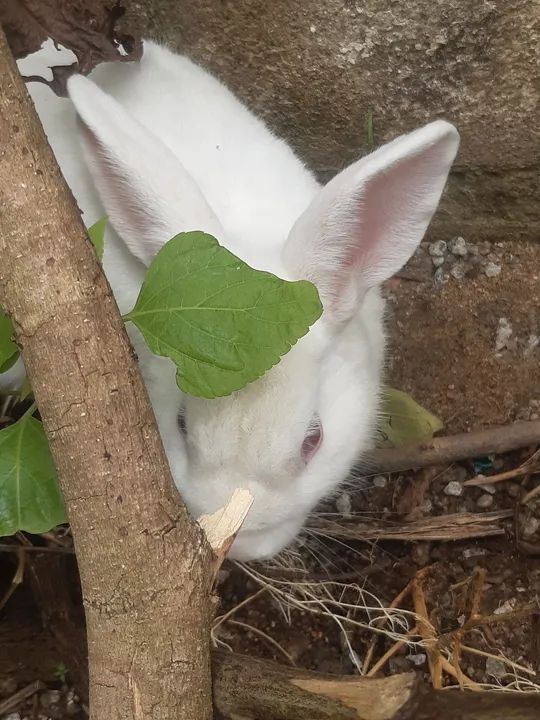 Coelho ,macho - Foto 6