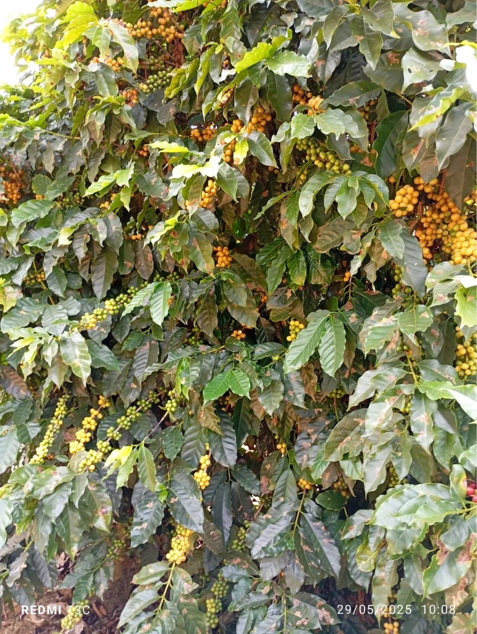 Fazenda de café próximo Coromandel  - Foto 5
