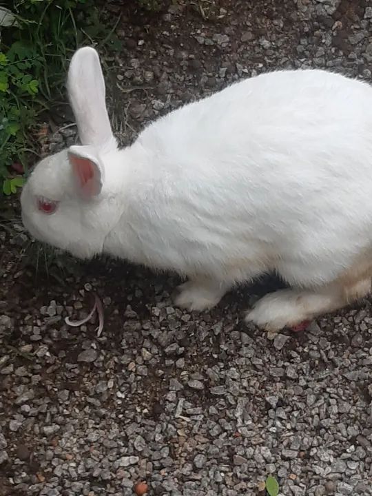 Coelho ,macho - Foto 3