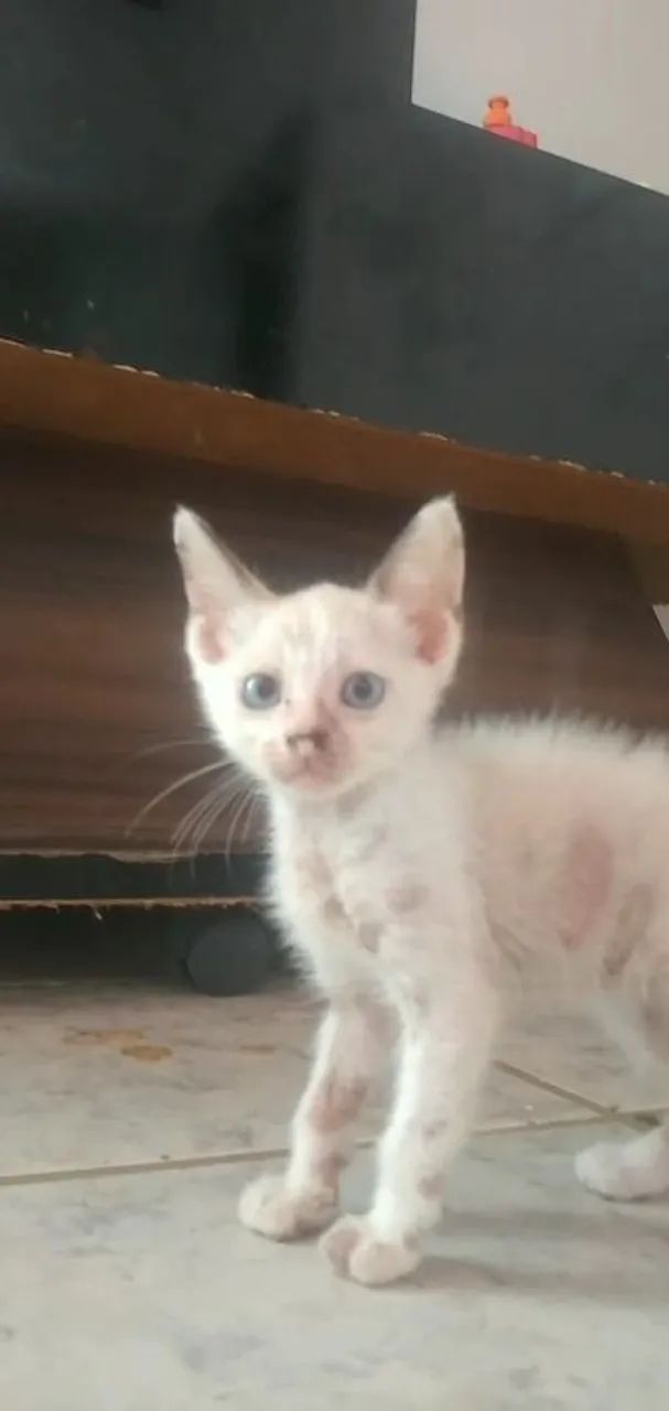 Doação de gatinho branco macho 