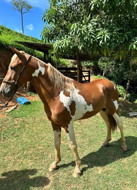 Cavalo novo 2 anos macha picada  - Foto 3