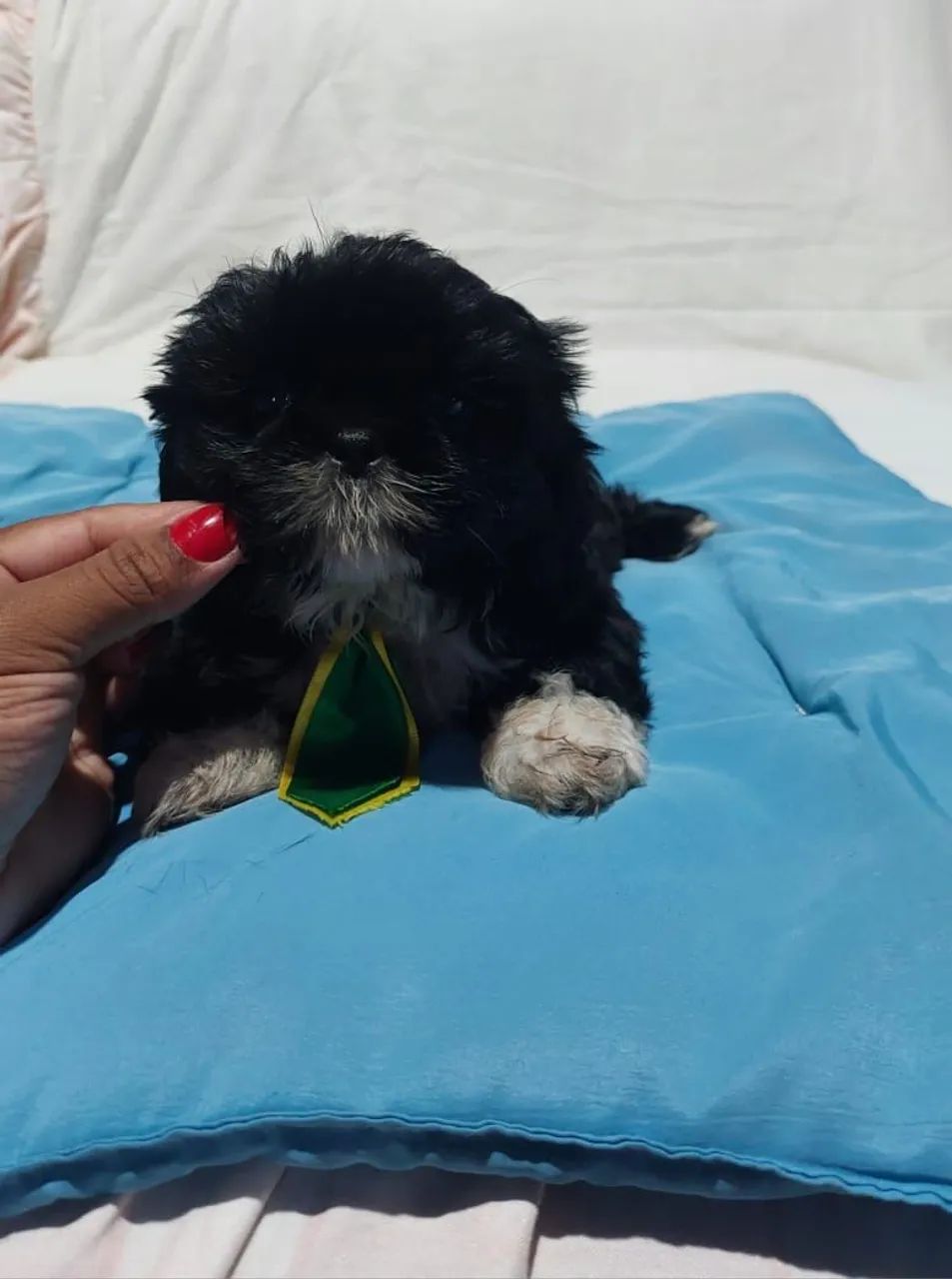  Machinho de Shitzu disponível 