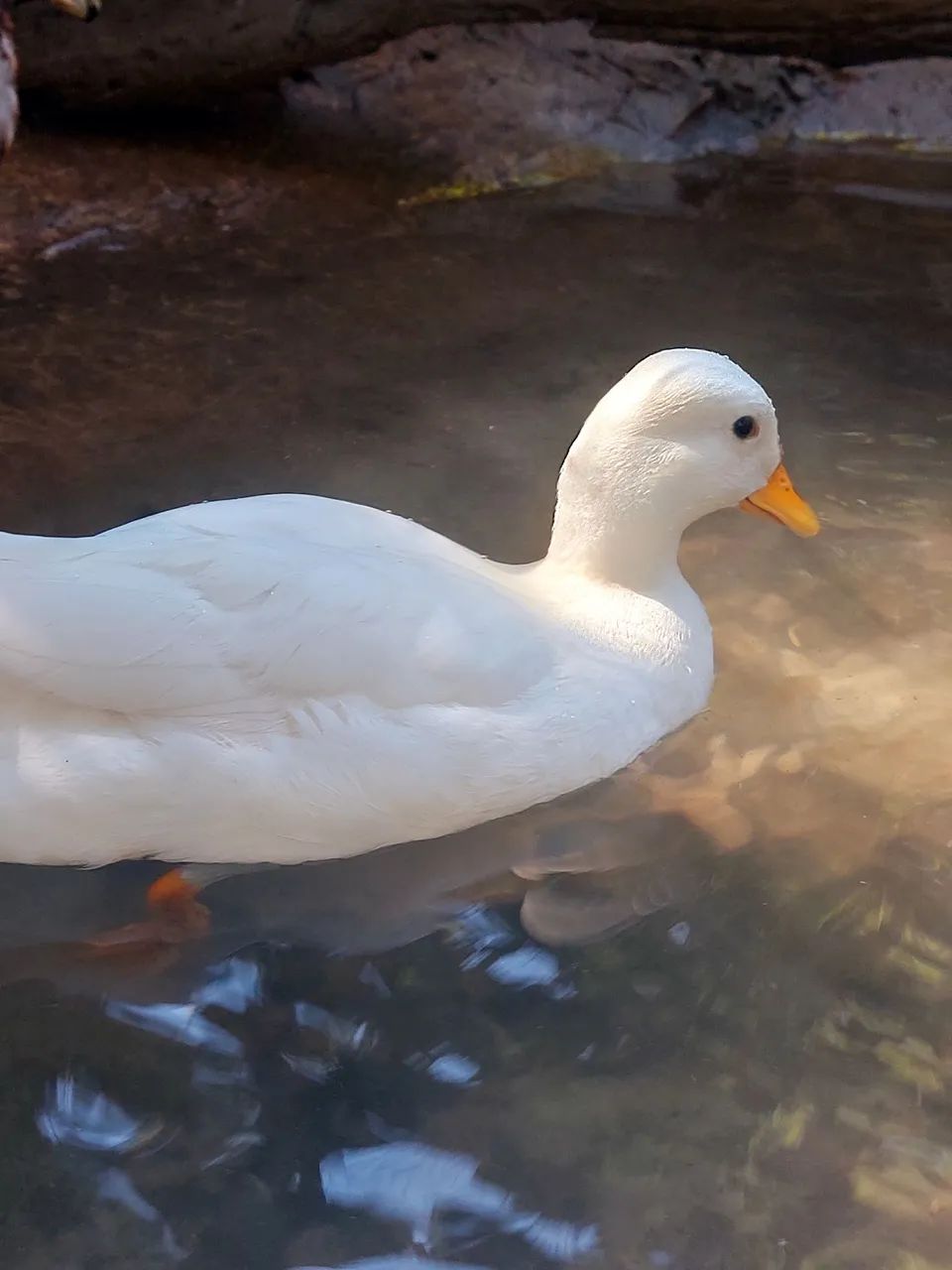Aves a venda - Foto 3