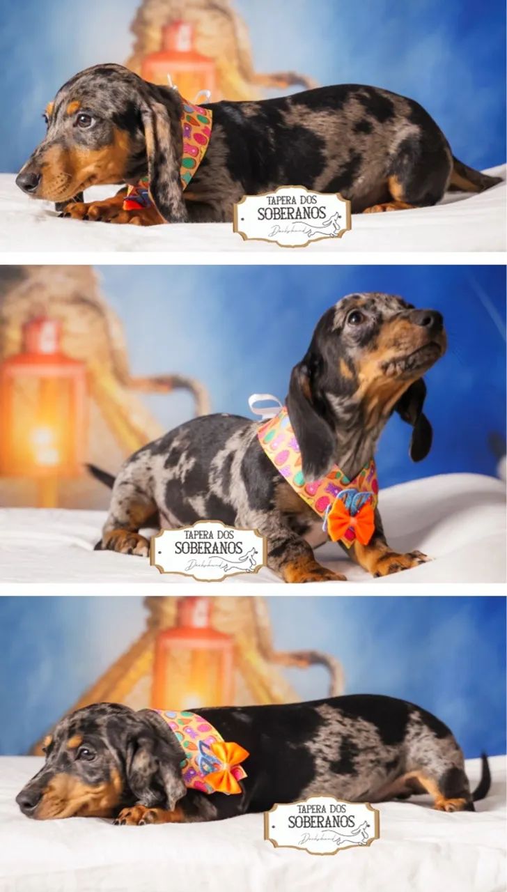 Filhotes Dachshund salsichinha teckel  - Foto 3