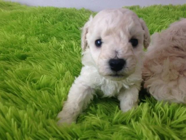 Poodle fêmea número 1 - Foto 4