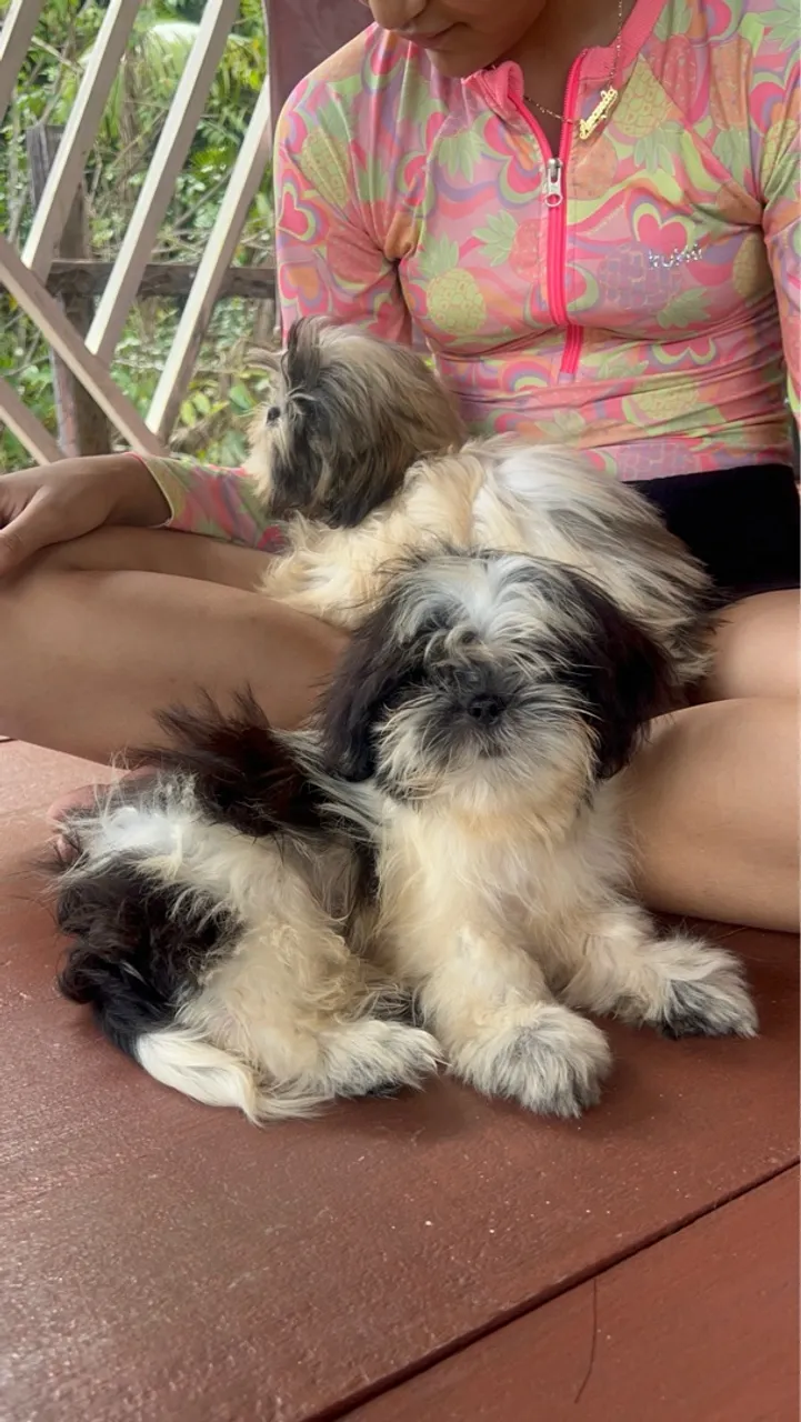 Filhotes Shih Tzu Lindos e Carinhosos