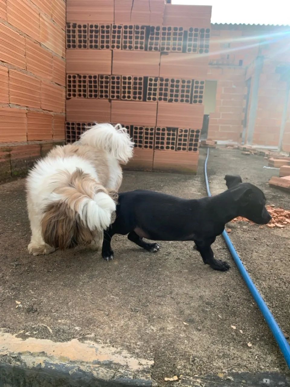 Cachorrinho pretinho para doação 