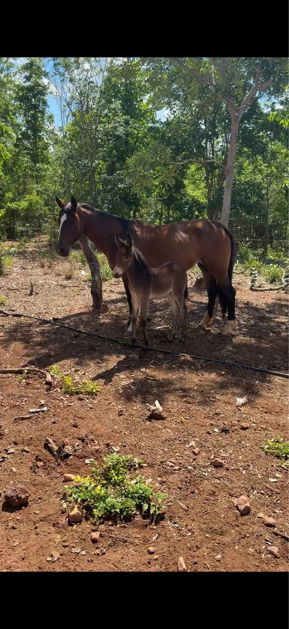 VENDO ÉGUA CRIOLA PARIDA E MULINHA FILHA DE JUMENTO PÊGA MARCHADOR REGISTRADO!! - Foto 2