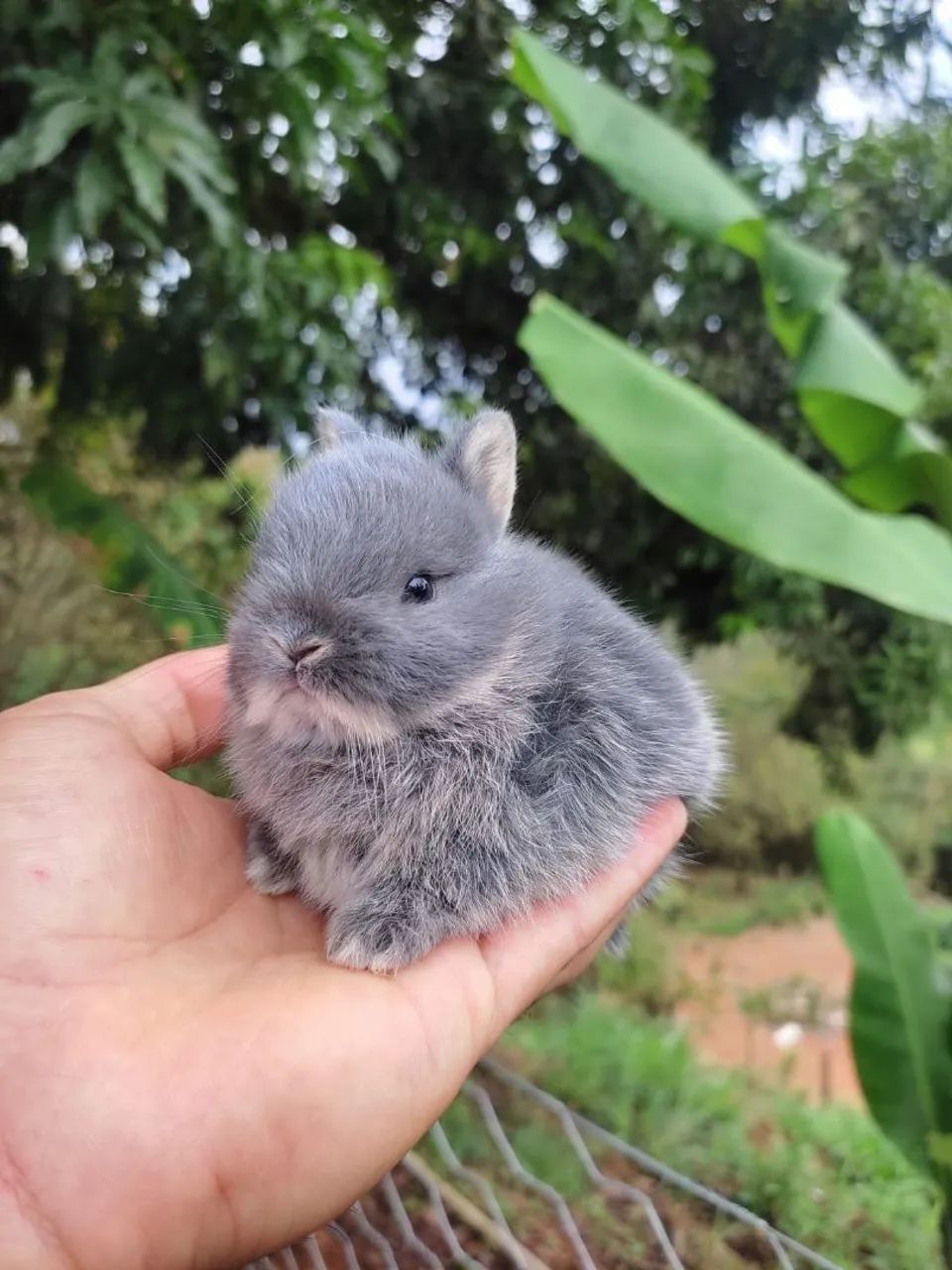 Coelho de companhia - DÓCIL E PEQUENININHOS - Foto 4