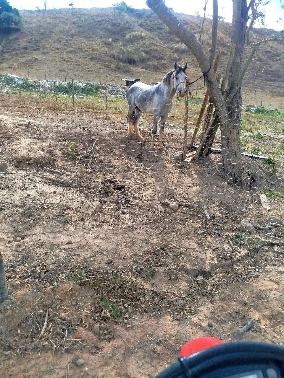 Cavalo bom barato - Foto 4