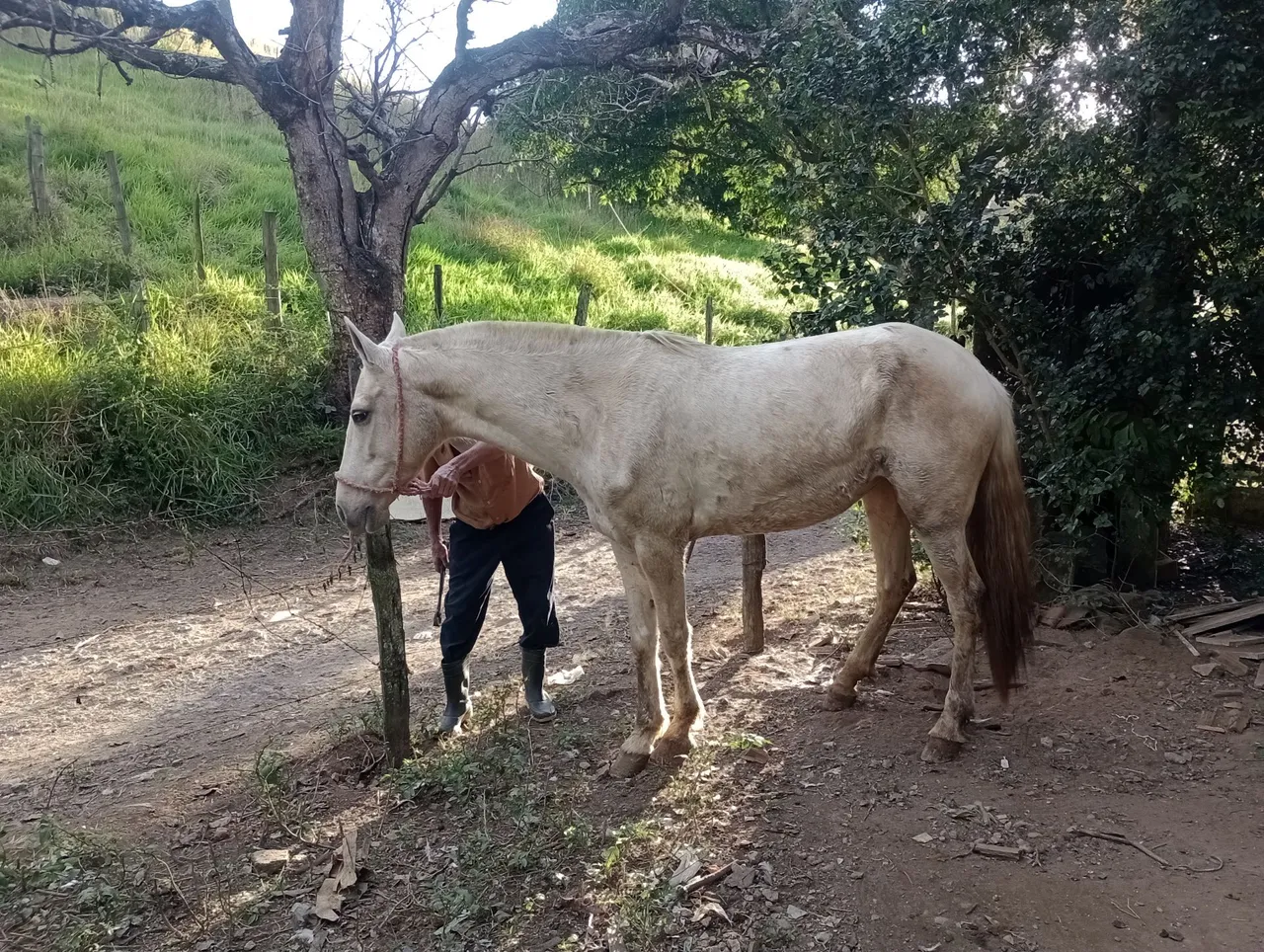 Égua macha batida