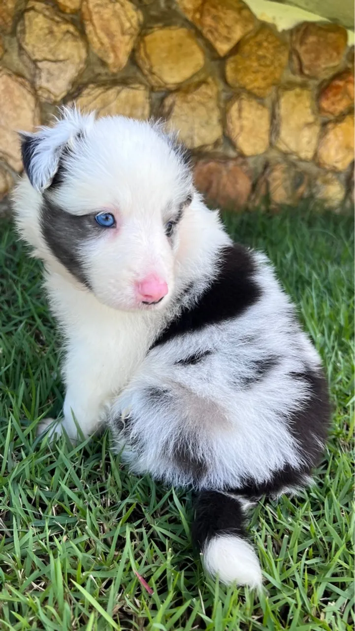 Filhotes Border Collie