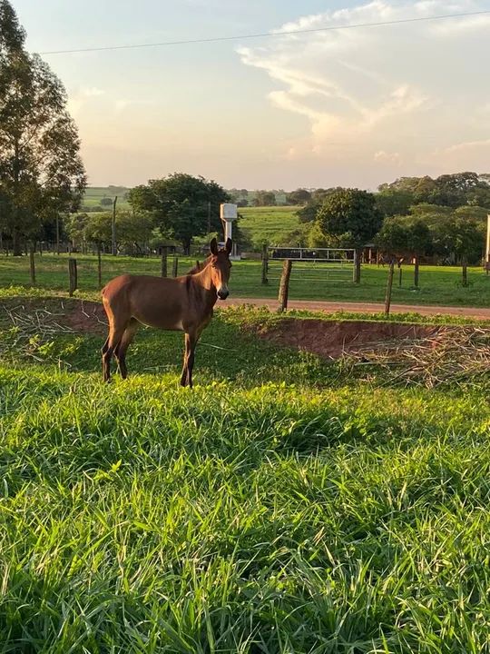 Mula de 2 anos  - Foto 3