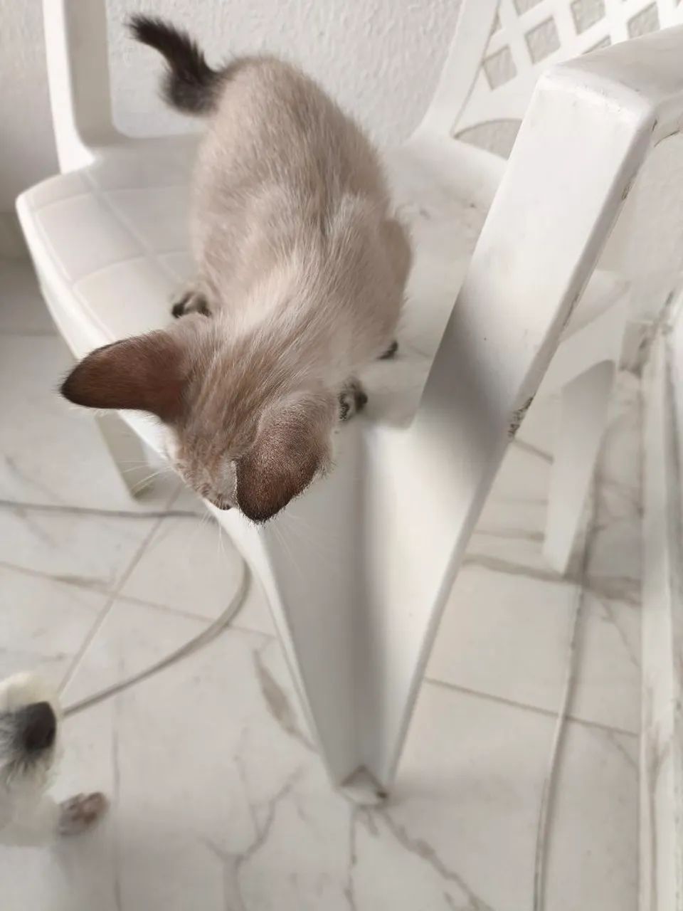 dou 50 reais p vim buscar Gatinho filhote siamês 